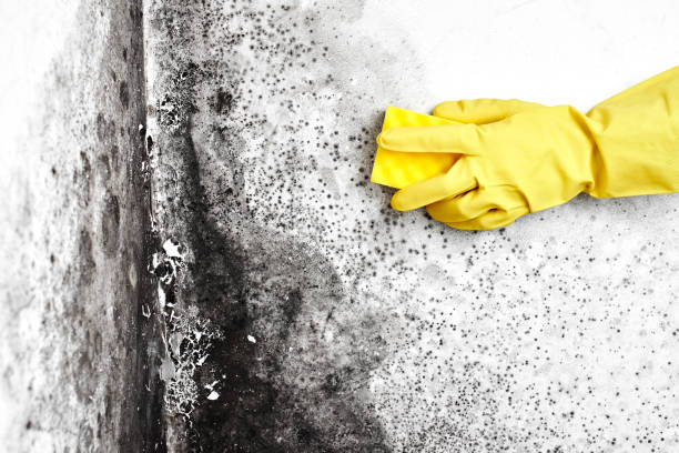 Best Basement Mold Remediation in Jersey Village, TX