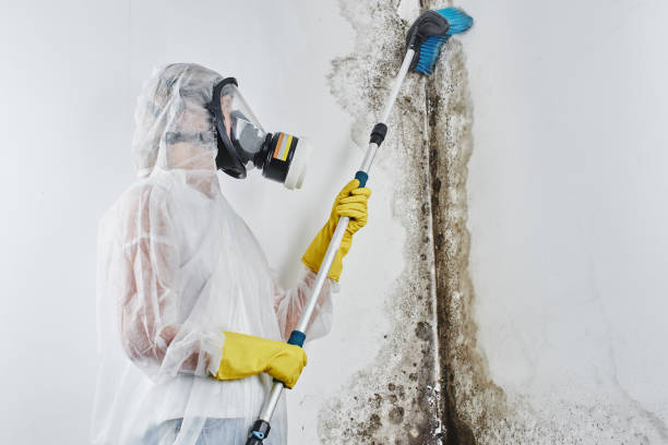 Best Residential Mold Remediation in Jersey Village, TX