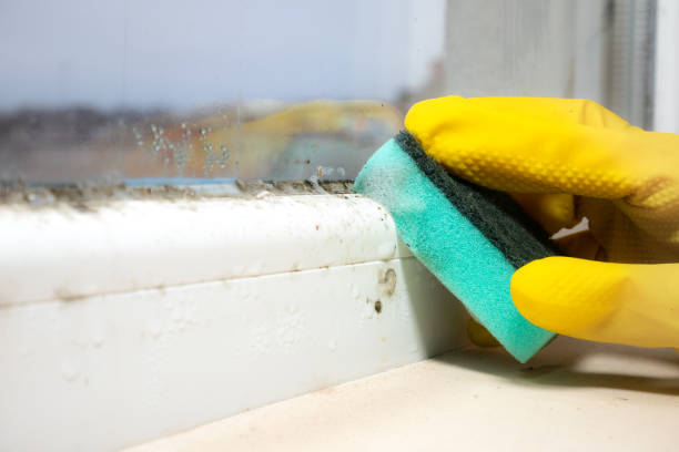 Best Mold Remediation for Schools in Jersey Village, TX