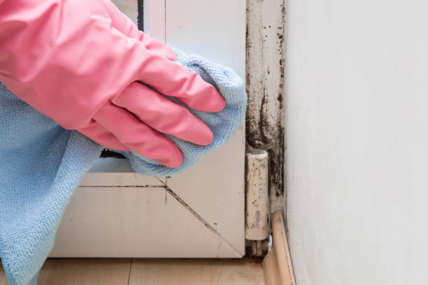 Best Mold Testing and Inspection Services in Jersey Village, TX