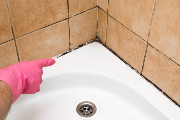 Best Insurance-Related Mold Remediation in Jersey Village, TX